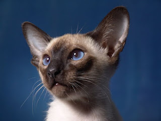 10- القط السيامي : Siamese Cat