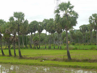 cây thốt nốt