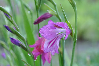 Гладиолус болотный (Gladiolus palustris Gaudin)