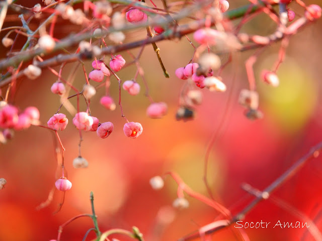 Euonymus hamiltonianus