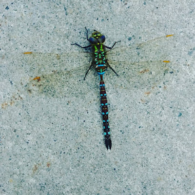 dragon fly on pavement