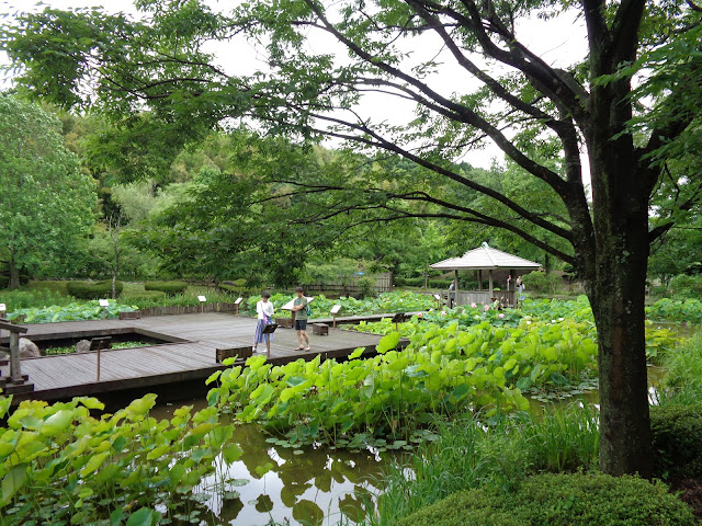 古代ハスの園