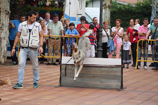 Los perros de la asociación GT Wurssy causan admiración en las fiestas de El Regato