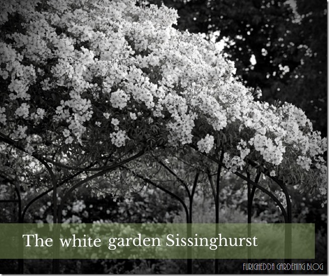 •the white garden (6)