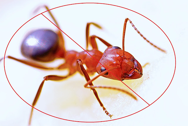 Ant Exterminator Markham