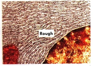 Rough Endoplasmic Reticulum