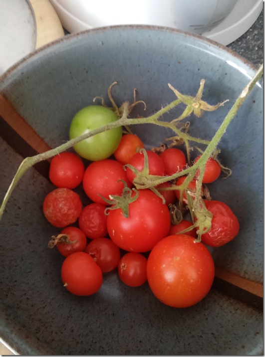 Tomaten eigene Ernte