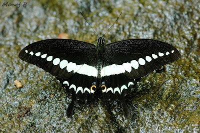 Malabar Banded Swallow Tail 