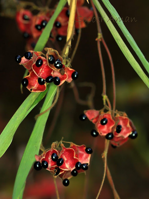 Rhynchosia acuminatifolia