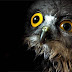 Fotos divertidas de animales