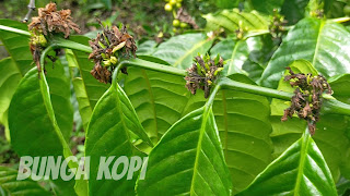 Cara Merawat  Kopi Agar  Berbuah Cepat