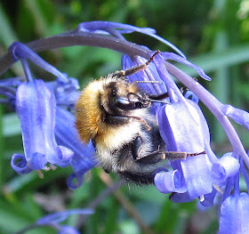 Bumblebee, Bombus pascuorum, on a common bluebell in Spring Park, West Wickham.  22 April 2011.