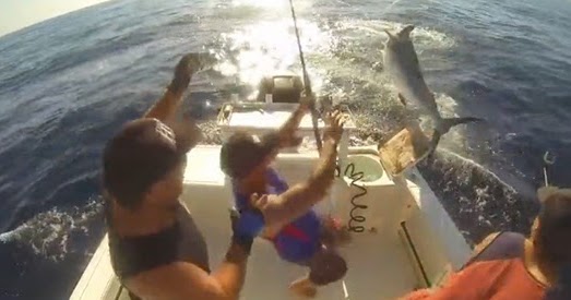 International Fishing News: AUSTRALIA: black marlin jumps 