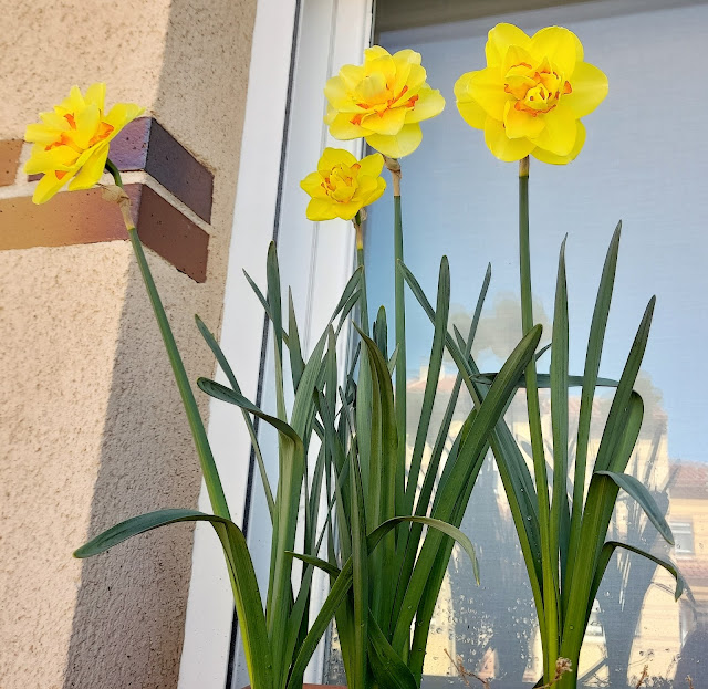 Narcisos dobles amarillo-naranja.