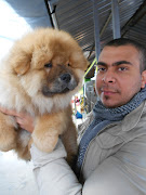 Chow Chow Puppies From Ukraine . (dscn )