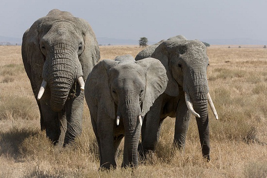 Gajah Afrika Hewan Paling Berbahaya Di Dunia