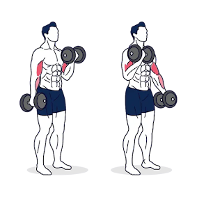 biceps,exercise,gym,fitness,health,body