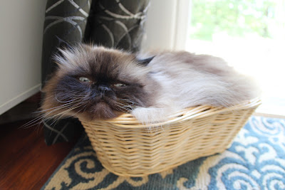 cat in basket 02