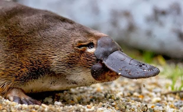 Bagaimana Cara Mamalia Berkembang  Biak  