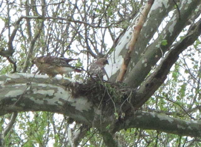 Large Birds Nest