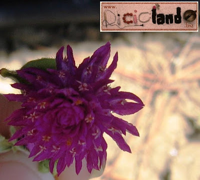 fiore appassito (con semi) Gomphrena Riciclando