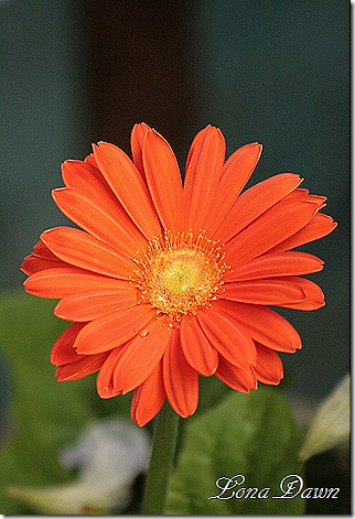 Gerbera_Orange_Aug