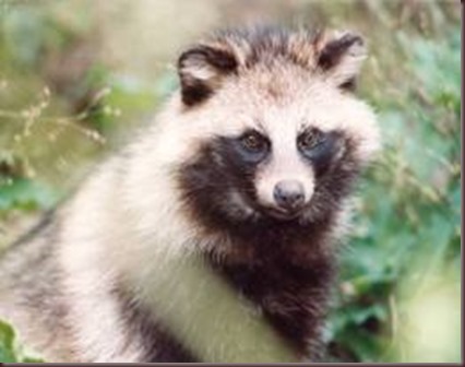 Amazing Animal Pictures Racoon Dog (4)