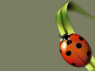 Lady Bug Wallpapers