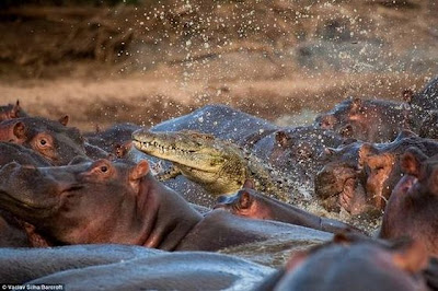 Hippo attacked the crocodile Seen On www.coolpicturegallery.us