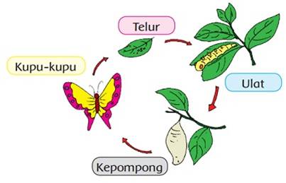 Daur hidup kupu-kupu