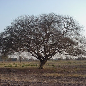 Guayacán Caesalpinia paraguariensis