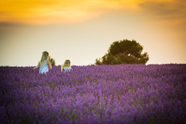 Valensole-Campi di lavanda al tramonto