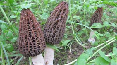 Oyster mushroom Log