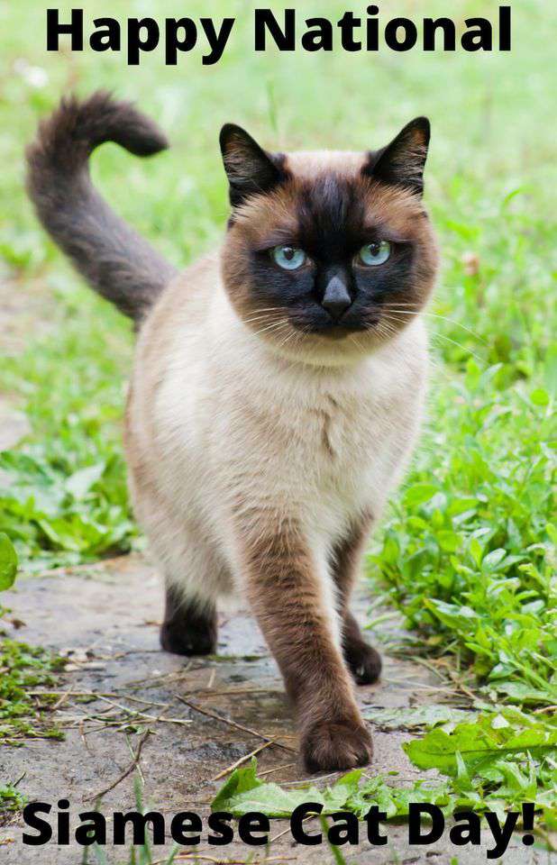 National Siamese Cat Day Wishes