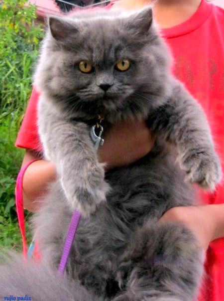 Persian cat