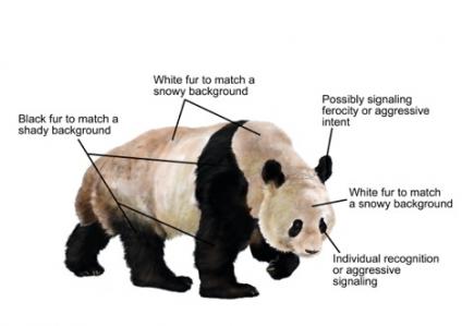 kenapa panda warna hitam dan putih
