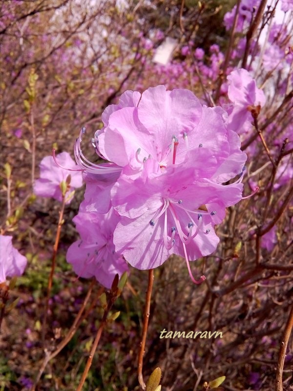 Рододендрон остроконечный (Rhododendron mucronulatum)