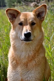 sadie