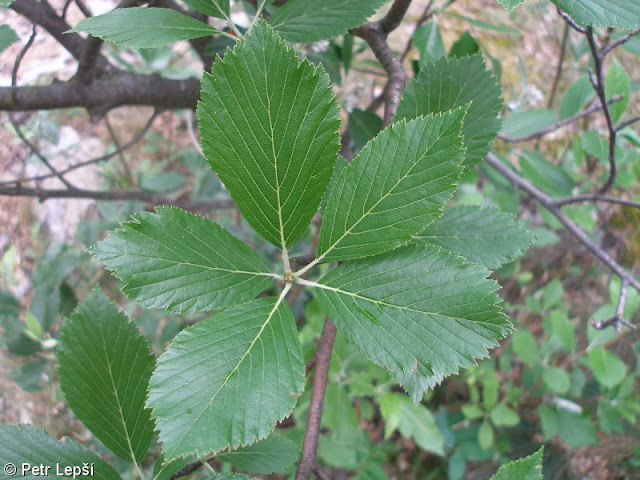 Ария капюшононосная (Aria cucullifera)