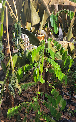 Starfruit (Carambola) after a freeze in Northeast Florida