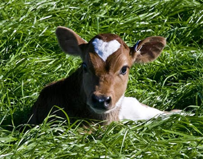 heart shape on animals body picture