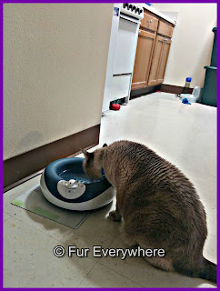 Milita drinks from the Torus water bowl.