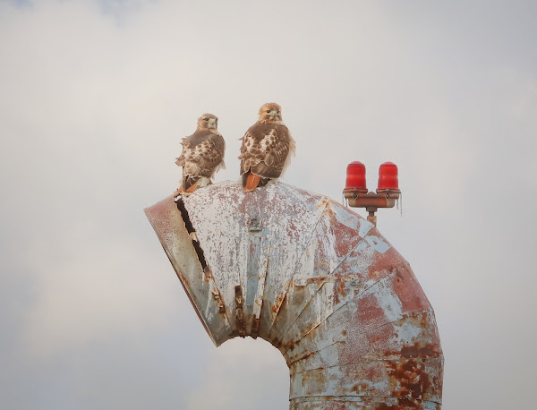 Adult red-tailed hawk pair perched together.