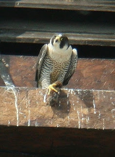 Adult female with small mammal. Photo courtesy of J.Salloway. Click to enlarge image.