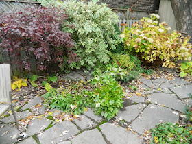Leslieville Toronto Backyard Garden Fall Clean up before by Paul Jung Gardening Services