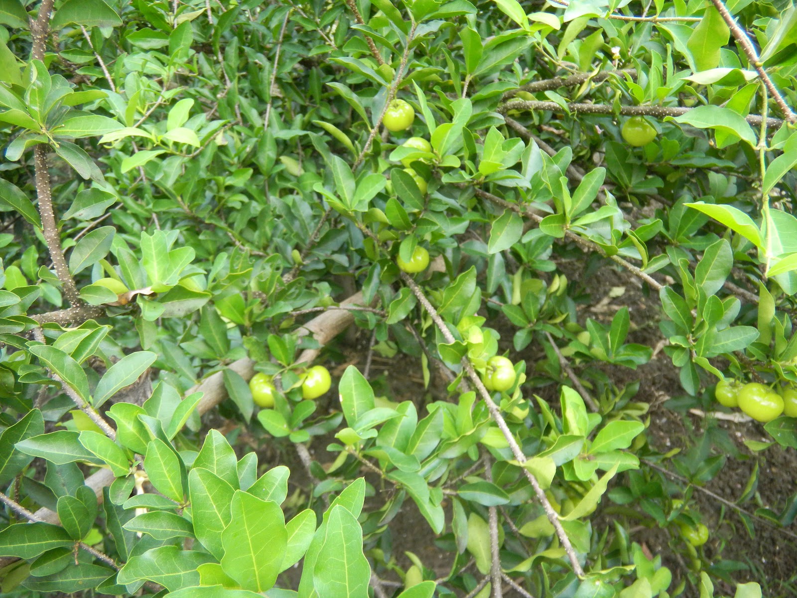 Tanaman Barbados Cherry di District Go Chong