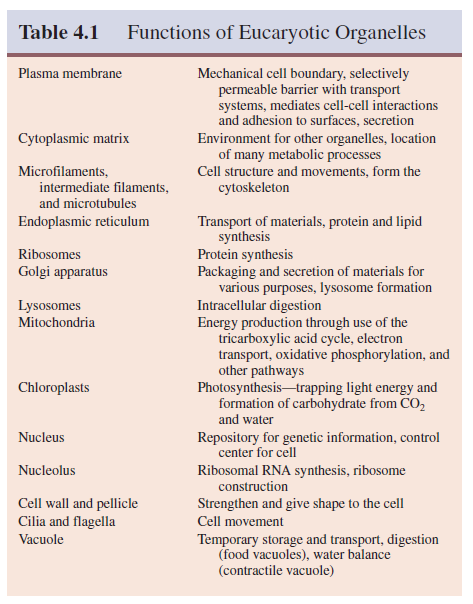 Functions of Eucaryotic Organelles