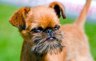 Wallpaper of Brussels Griffon