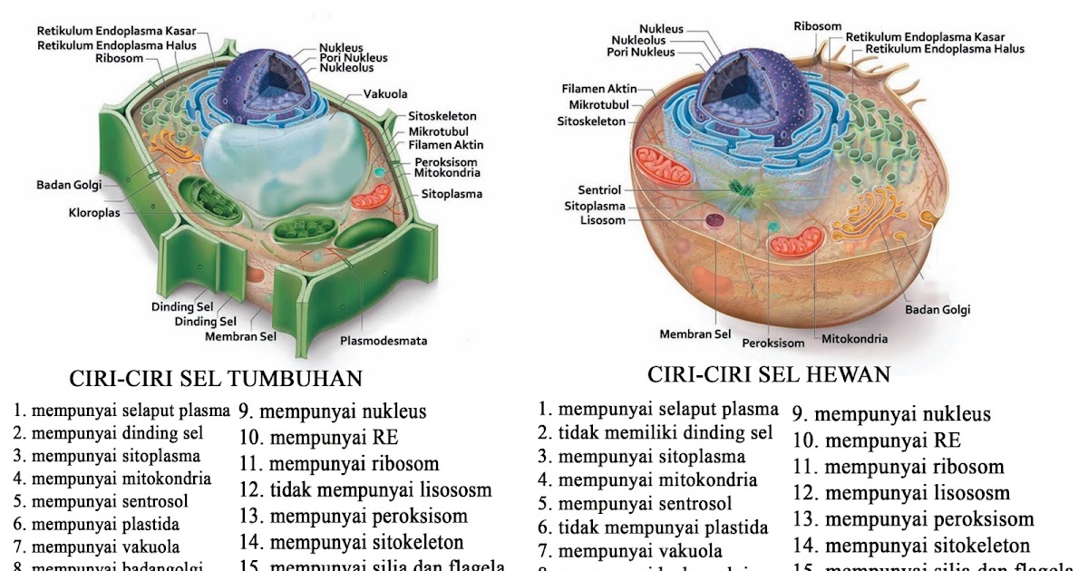 makalah SEL  HEWAN  DAN  SEL  TUMBUHAN 