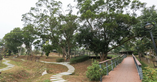 台中沙鹿|公館公園-整排相思樹還有大樟樹，開滿花的馬纓丹